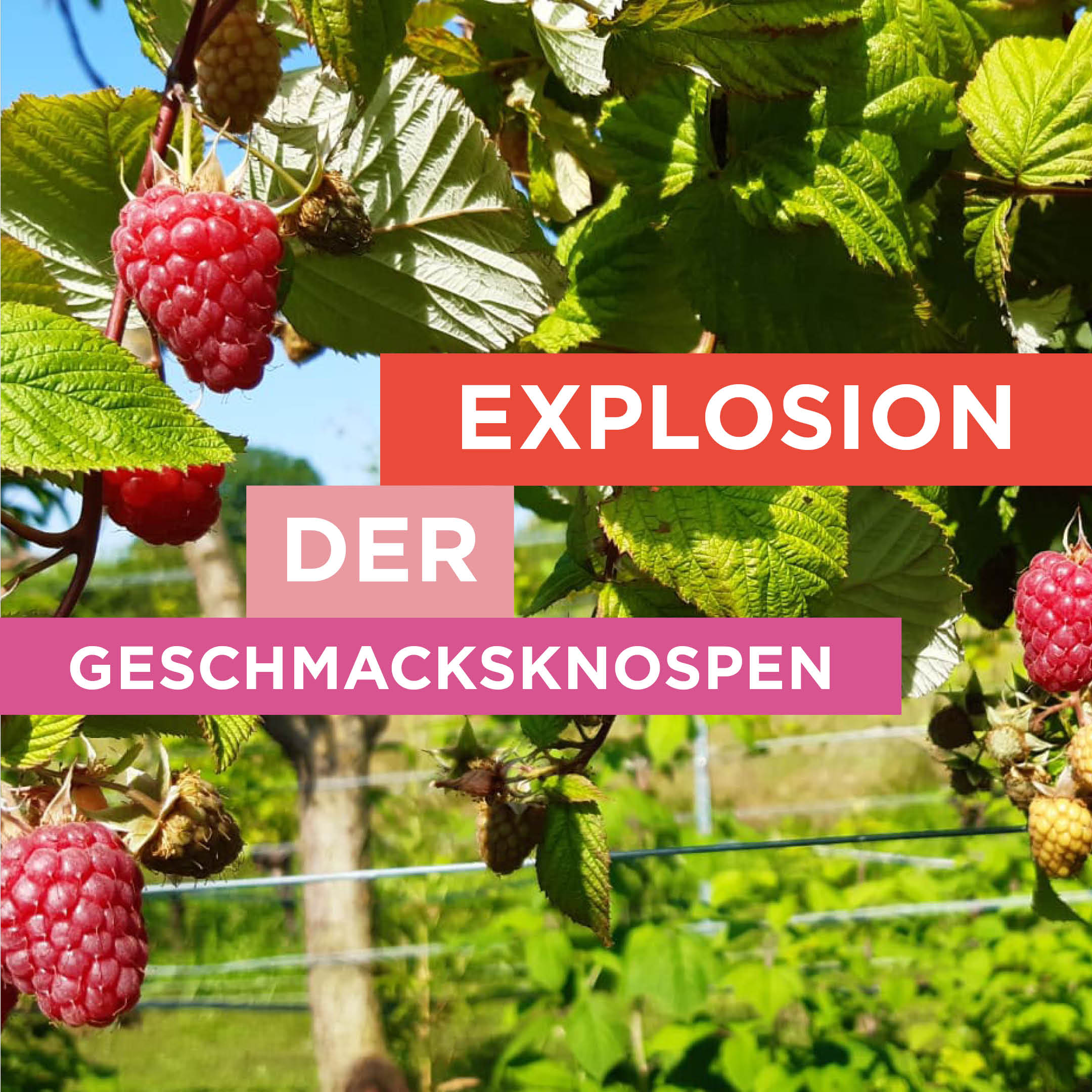 Himbeerzeit!